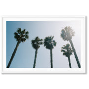Palms